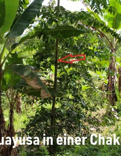 Guayusa in einer Chakra