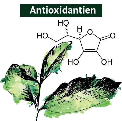 Bestandteil der Guayusa_Antioxidantien