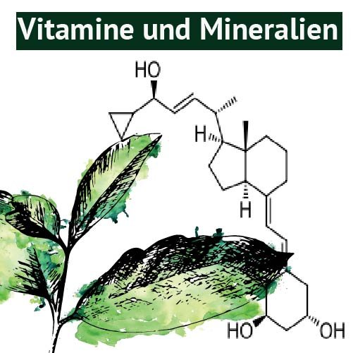 Bestandteil der Guayusa_Vitamine und Mineralien