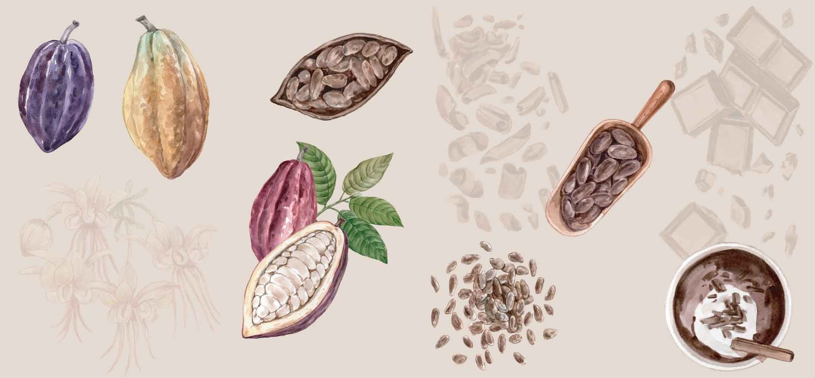 Der Ursprung der Kakaobohne
