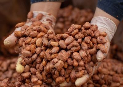 Fermentation schokolade