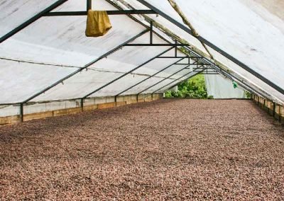 Kakaobohnen-getrocknet