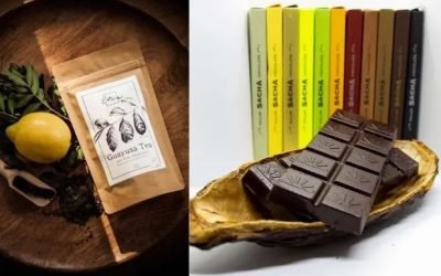 Inhaltstoff Theobromin in Guayusa Tee und Schokolade