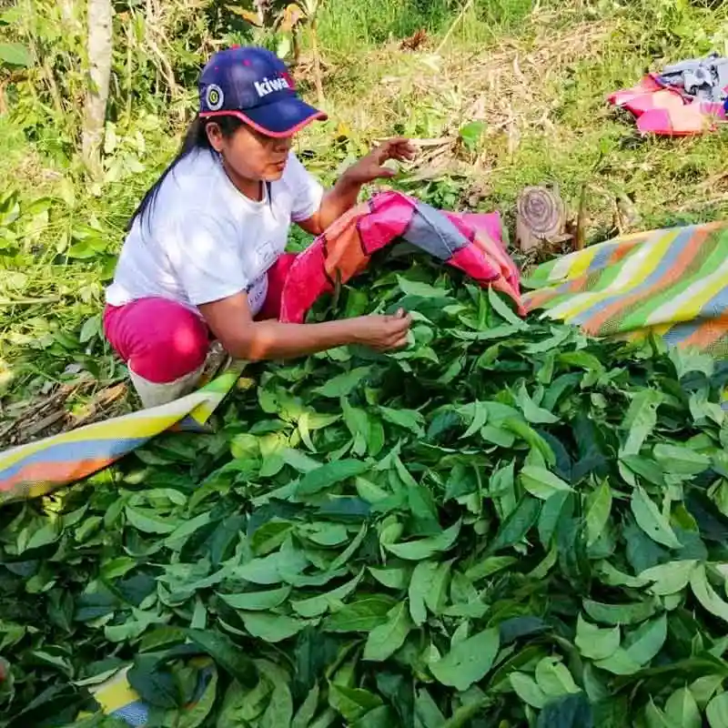 Guayusa-10-1_small Guayusa