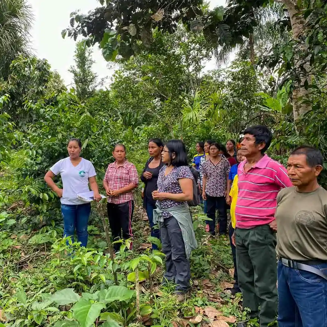 Unsere-Arbeit-Kallari-Futuro_small Produkte-mit-Tradition-Guayusa-Tee